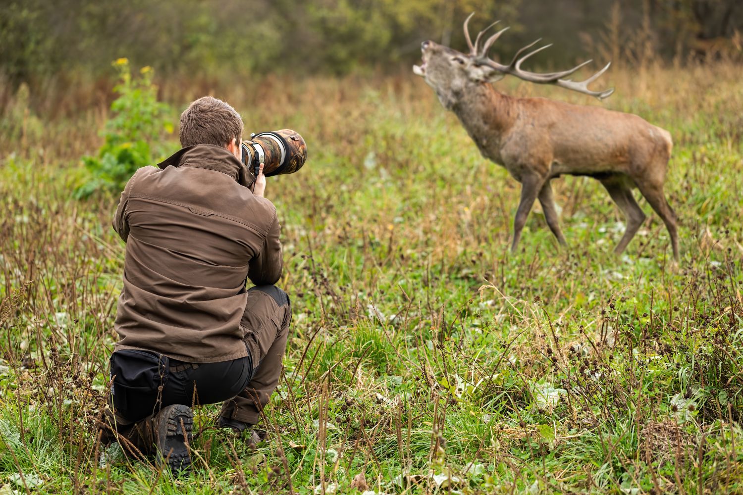 Wildlife and Nature Photography